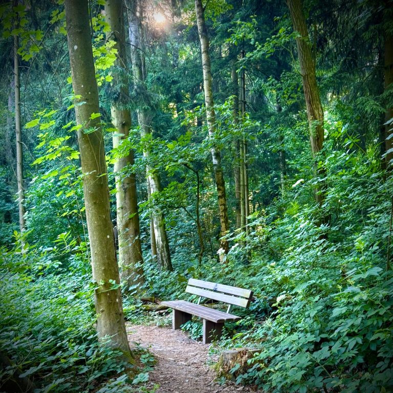 Holzbank auf einem schmalen Pfad in einem dichten, grünen Wald.
